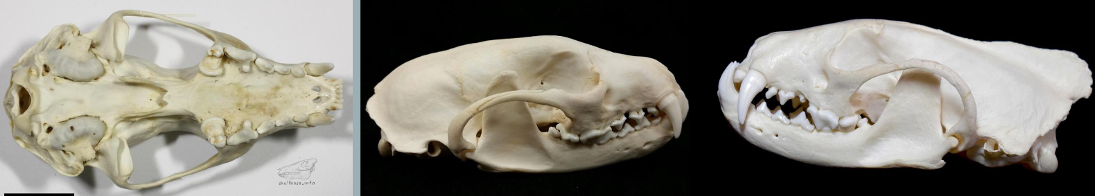 <p>Pekania pennanti</p>