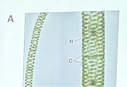 <p>What organism is this?</p>