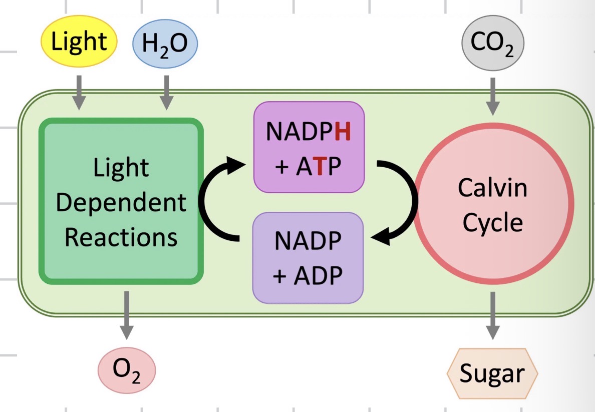 <p>• LD reactions produce ATP and reduced NADP</p>
<p>• LID reactions (Calvin cycle) require ATP and reduced NADP to continue</p>
<p>• Photosystem II produces ATP (from ADP)</p>
<p>• Photosystem I produces reduced NADP (from NADP)</p>
<p>• A lack of CO₂ stops the Calvin cycle → NADP⁺ and ADP are not regenerated → the light-dependent reactions are also inhibited</p>
