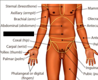 <p>what anatomical region is this?</p>