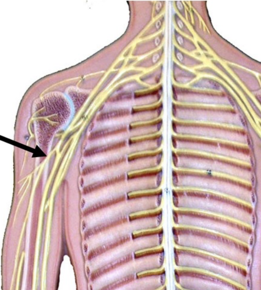 <p>from lateral cord</p>
