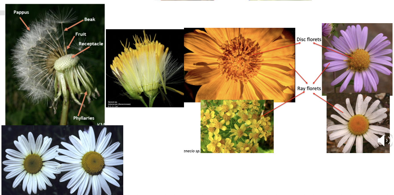 <p>Asteraceae</p>