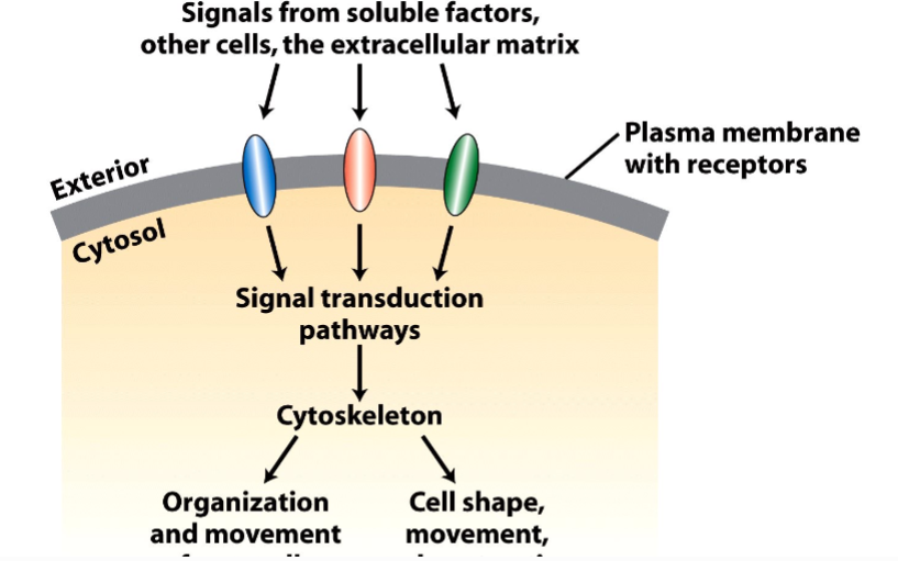 <p><span style="background-color: transparent;"><strong>The Cytoskeleton</strong></span></p>