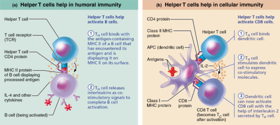 <p><span style="background-color: transparent;">Antigen presentation</span></p><ul><li><p><span style="background-color: transparent;">Dendritic cell presents antigen on MHC II</span></p></li></ul><p><span style="background-color: transparent;">Double recognition</span></p><ul><li><p><span style="background-color: transparent;">T-cell receptor binds antigen</span></p></li><li><p><span style="background-color: transparent;">CD4 binds MHC</span></p></li></ul><p><span style="background-color: transparent;">Costimulation</span></p><ul><li><p><span style="background-color: transparent;">Additional receptor interactions occur</span></p></li></ul><p><span style="background-color: transparent;">Clonal expansion</span></p><ul><li><p><span style="background-color: transparent;">Helper T cells proliferate</span></p></li></ul><p><span style="background-color: transparent;">Formation of:</span></p><ul><li><p><span style="background-color: transparent;">Effector T cells</span></p></li><li><p><span style="background-color: transparent;">Memory T cells</span></p></li></ul><p></p>