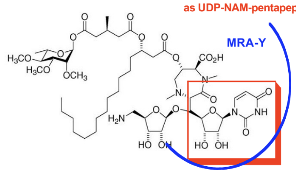 <p>MRA-Y inhibitor </p>