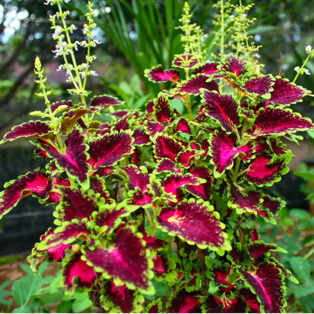 <p>Lamiaceae Coleus scutellarioides</p>