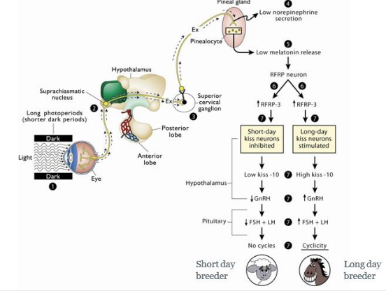 <p>summary pretty much</p><p>now on the right</p><p>got long and short daylight breeders</p><p></p><p>start with horse on right - low level of melatonin in summer- short nights and long days - u get stimulation of RFRP neurons - increase in RFRP 3</p><p>in horse and some cows species - we want to breed days are longer - increase in GnRH increase in cyclicity - kisspeptins are stimulated</p><p></p><p>sheep are short day breeder - low melatonin also stimulate RFRP 3 increase - kisspeptins are inhibited</p><p></p><p>RFRP neurons translate seasonal daylight changes to directly control reproductive cycles via kisspeptin. </p><p>In contrast, Neuropeptide Y (NPY) neurons primarily regulate metabolic appetite and energy balance during starvation.</p>