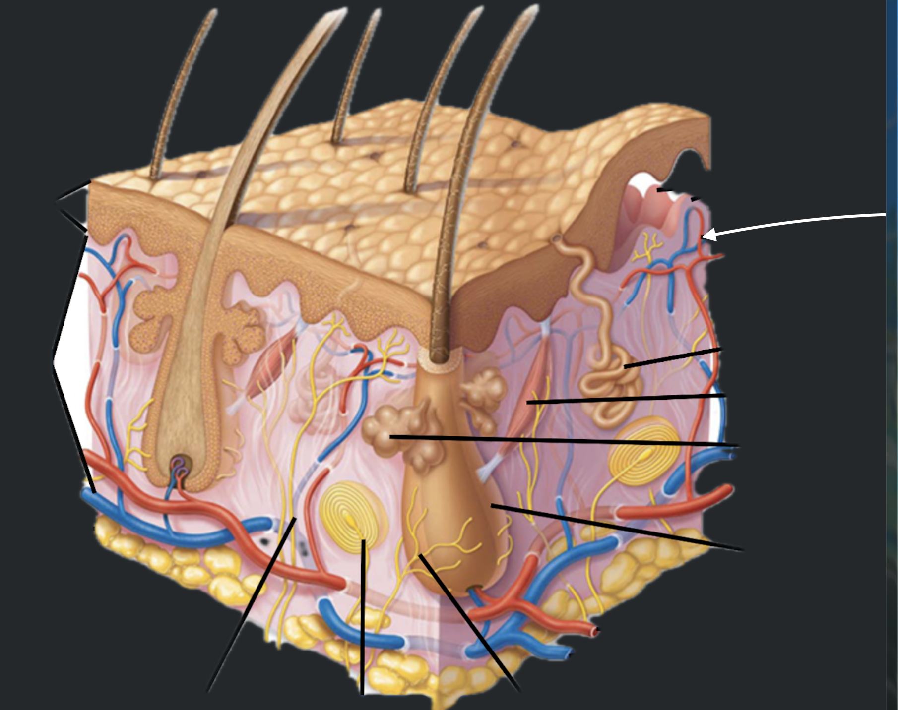 term image