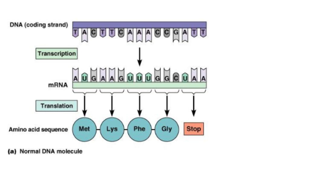 <p>Involves decoding the “language” of nucleic acids and converting it into the “language” of proteins.</p><ul><li><p>the ribosome attaches to the mRNA sequence and starts translating it into codons (groups of 3 nucleotides)</p></li><li><p>each codon corresponds to one amino acid, but an amino acid can code for more than one codon (64 codons but 24 amino acids)</p></li><li><p>the amino acids form into a long chain to make a protein</p></li><li><p>start codon: AUG</p></li><li><p>stop codons: UAG, UAA, UGA (aka nonsense codons)</p></li></ul><p></p>