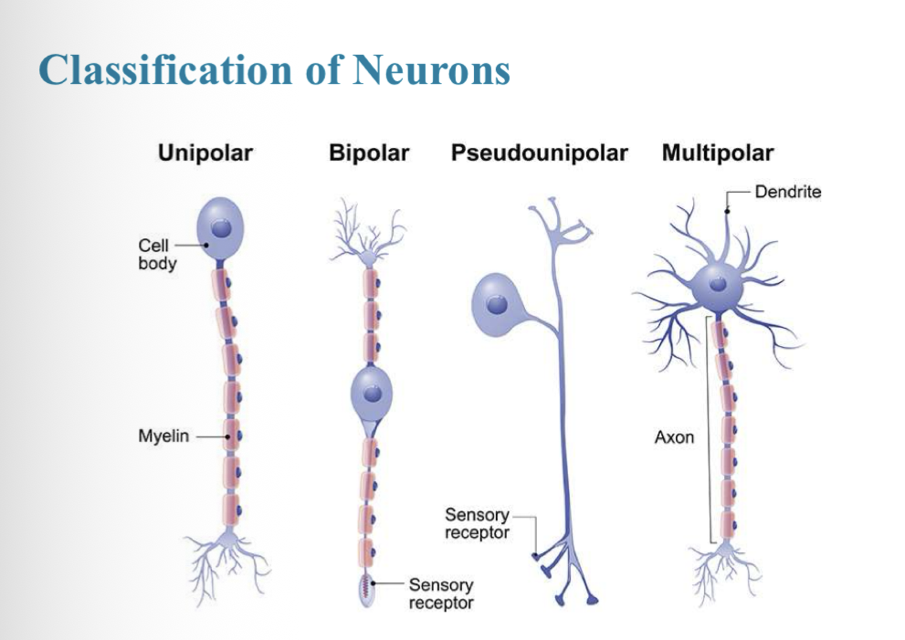 <p>Unipolar, bipolar, psuedounipolar, multipolar</p>