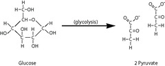 <p>glycolysis</p>