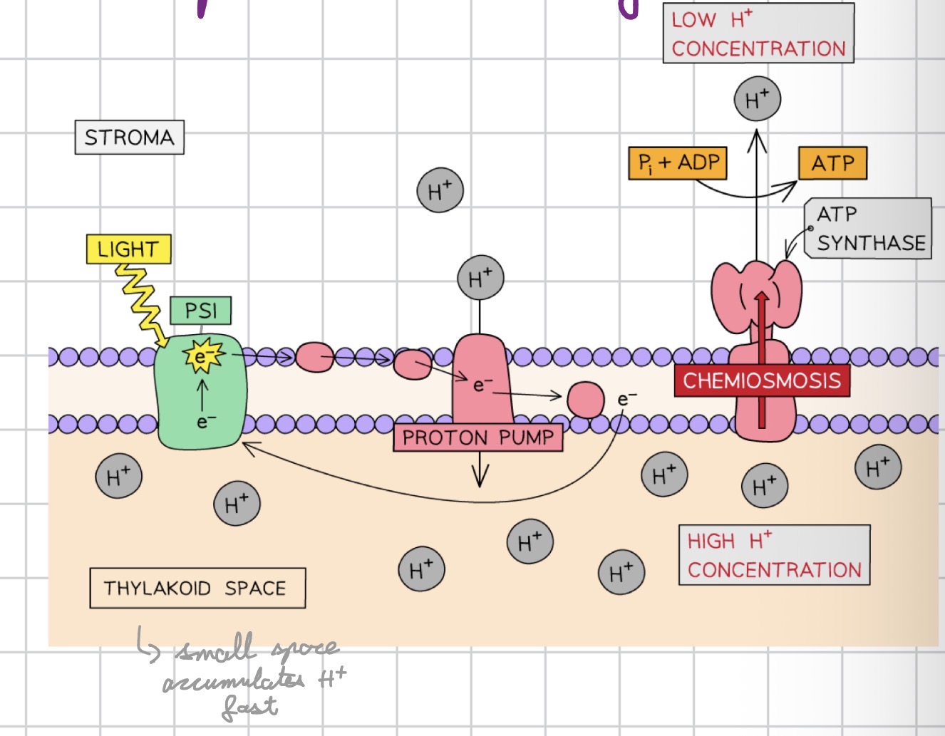 <p>• Electrons from the photosystems pass along the electron transport chain (composed of multiple electron-shuttling carrier proteins)</p>
<p>• Electrons lose energy — this energy is used to pump H⁺ from the stroma into the thylakoid lumen</p>
<p>• H⁺ build up creates a concentration gradient across the thylakoid membrane</p>
<p>• H⁺ return to the stroma down their gradient via ATP synthase (= chemiosmosis)</p>
<p>• ATP synthase uses the kinetic energy of proton passage to catalyse synthesis of ATP from ADP + Pi</p>
<p>• This process is called photophosphorylation (light provided the initial energy)</p>
