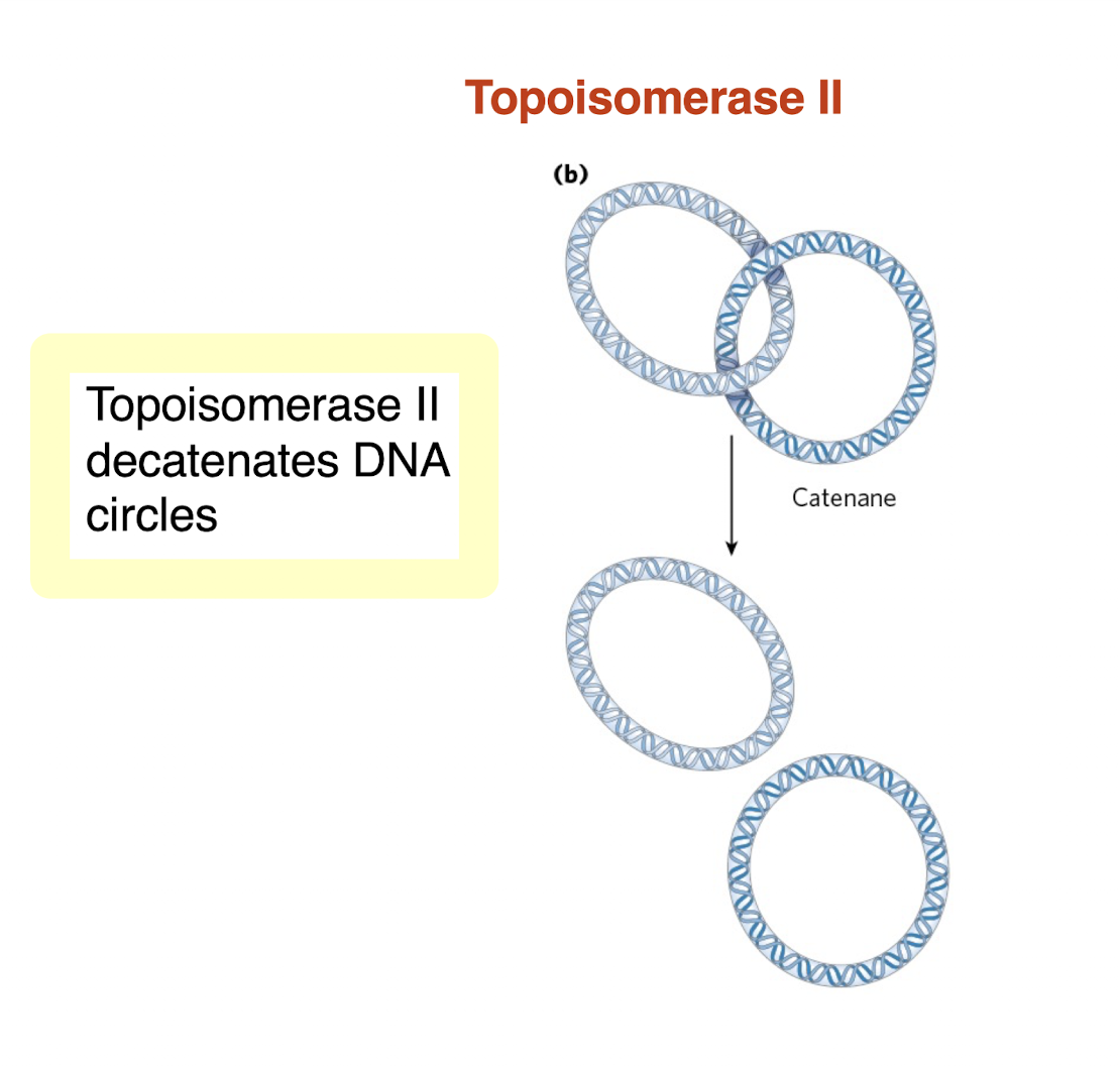 <ul><li><p>decatenates or separates interlinked circular DNA molecules </p></li></ul><p></p>