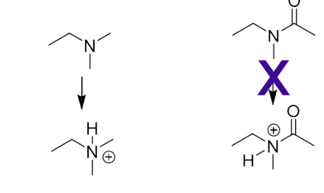 <p>Replace with an amide</p><p>Nitrogen in an amide is not able to become charged</p><p> no longer shows activity-  amine is essential to activity</p><p> The molecule is still active -the amine is not interacting through an ionic interaction</p>