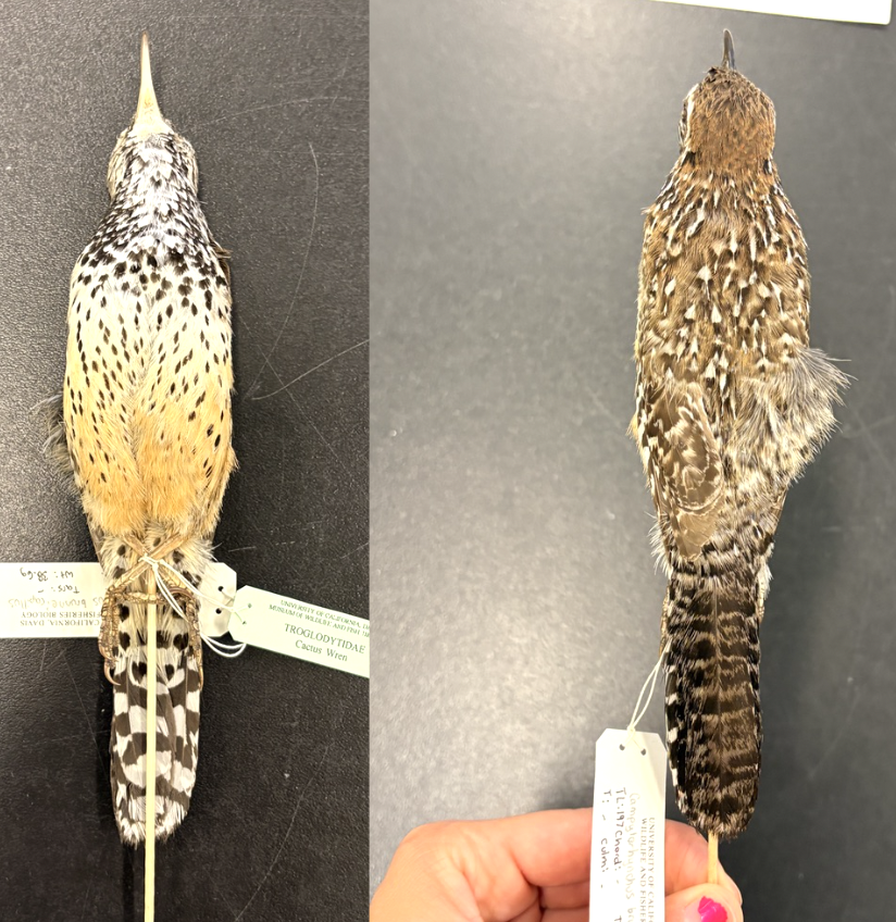 <p>• Brownish upperparts with white streaks on back</p><p>• Whitish to cinnamon underparts with black spots</p><p>• White supercilium</p><p>• Barred wings and tail</p>