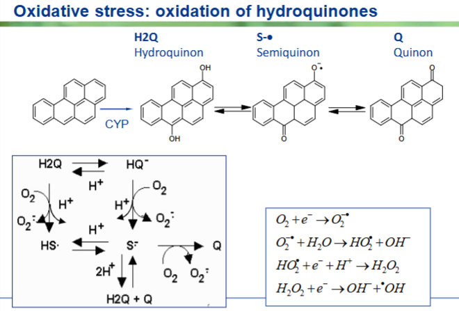 <p>1. De Bovenste Rij: Van Hydroquinon naar Quinon</p><p>Wanneer het enzym <strong>CYP</strong> (Cytochroom P450) de PAK aanpakt, kan er een <strong>H2Q (Hydroquinon)</strong> ontstaan. Dit molecuul heeft twee hydroxylgroepen ($-OH$).</p><ul><li><p>Het hydroquinon kan elektronen verliezen (oxideren).</p></li><li><p>Eerst verliest het één elektron en verandert het in een <strong>Semiquinon</strong>. Let op de <strong>stip</strong>: dit geeft aan dat het een <em>vrij radicaal</em> is geworden.</p></li><li><p>Vervolgens verliest het nóg een elektron en verandert het in een <strong>  (Quinon)</strong>, met twee ketongroepen (</p></li><li><p>=O).</p></li></ul><p>2. Het kader linksonder: De Redox Cycle (De vicieuze cirkel)</p><p>Dit schema laat zien waarom deze reactie zo gevaarlijk is. Het is namelijk geen eenrichtingsverkeer, maar een <strong>cirkel (redox cycling)</strong>:</p><ul><li><p>Terwijl $H_2Q$ oxideert tot $S^{\bullet-}$ en uiteindelijk tot $Q$, worden de losgekomen elektronen gretig afgegeven aan gewone zuurstof ($O_2$) die in de cel aanwezig is. Die zuurstof verandert daardegen in <strong>superoxide ($O_2^{\bullet-}$)</strong>, een gevaarlijk radicaal.</p></li><li><p><strong>Het probleem:</strong> Het gevormde Quinon ($Q$) kan door andere enzymen in de cel (zoals cytochrome P450 reductase) weer worden <em>gereduceerd</em> (teruggedraaid) naar Semiquinon en Hydroquinon.</p></li><li><p>Dit betekent dat dit molecuul telkens heen en weer blijft transformeren. Bij elke herhaling van deze cirkel wordt er telkens opnieuw $O_2$ omgezet in schadelijke radicalen ($O_2^{\bullet-}$). Zolang er zuurstof en energie in de cel is, blijft deze fabriek draaien.</p></li></ul><p>3. Het kader rechtsonder: De vorming van 'Nieuwe' ROS</p><p>Dit blok laat de chemische kettingreactie zien die volgt nadat het eerste superoxide-radicaal ($O_2^{\bullet-}$) is gevormd door de redox-cirkel:</p><ol><li><p>$$O_2 + e^- \rightarrow O_2^{\bullet-}$$</p><p><em>Zuurstof krijgt een elektron en wordt Superoxide (een vrij radicaal).</em></p></li><li><p>$$O_2^{\bullet-} + H_2O \rightarrow HO_2^{\bullet} + OH^-$$</p><p><em>Superoxide reageert met water en vormt het Hydroperoxyl-radicaal.</em></p></li><li><p>$$HO_2^{\bullet} + e^- + H^+ \rightarrow H_2O_2$$</p><p><em>Dit reageert door tot </em><strong><em>Waterstofperoxide</em></strong><em> ($H_2O_2$). Dit is op zichzelf geen radicaal, maar wel heel toxisch (denk aan blondiermiddel).</em></p></li><li><p>$$H_2O_2 + e^- \rightarrow OH^- + ^{\bullet}OH$$</p><p><em>Wanneer waterstofperoxide reageert met bijvoorbeeld losse ijzerionen in de cel (de Fenton-reactie), splitst het op in een hydroxyl-ion en het </em><strong><em>Hydroxyl-radicaal ($^{\bullet}OH$)</em></strong><em>.</em></p></li></ol><p><strong>De toxicologische conclusie:</strong> Het hydroxyl-radicaal ($^{\bullet}OH$) onderaan de keten is de absolute 'sloper' onder de radicalen. Het reageert met werkelijk alles wat het tegenkomt in de cel. De dia laat dus zien dat de biotransformatie van PAK's niet alleen zorgt voor DNA-adducten, maar de cel ook blootstelt aan een constante stroom van deze chemische munitie.</p><p></p>