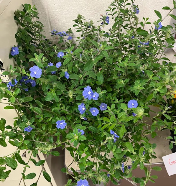 <ul><li><p>simple leaf</p></li><li><p>grows from a central mound</p></li></ul><p></p>