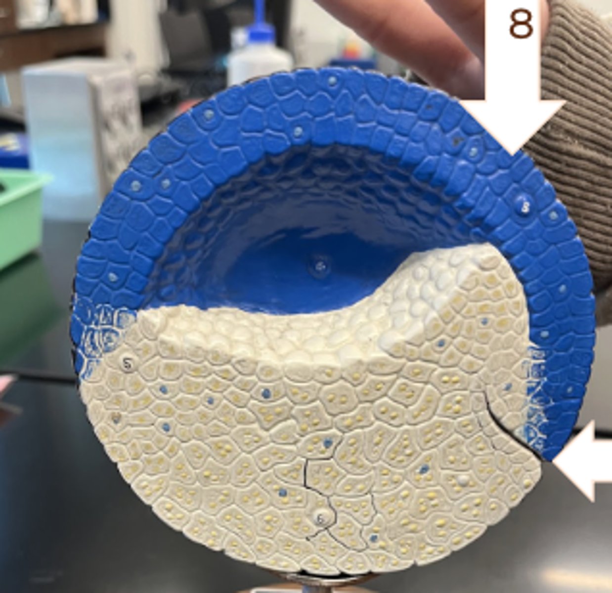 <p>• fluid filled blastocoel is completed</p><p>• ectoderm (blue) is present</p><p>• arrow pointing to dorsal lip, where cells will invaginated during gastrulation</p>