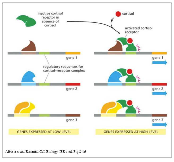 <ol><li><p>gene 1,2 and 3 have TFs bound to their respective promoter elements </p></li><li><p>these TFs are not sufficient to activate transcription effectively → low gene expression </p></li><li><p>the presence of cortisol activates the cortisol receptor forming a cortisol receptor complex </p></li><li><p>activated cortisol receptor complex binds to the cortisol receptor binding sequence </p></li><li><p>this sequence is found in promoters of the three genes </p></li><li><p>this activates efficient transcription of the three genes at high levels </p></li></ol><p></p>