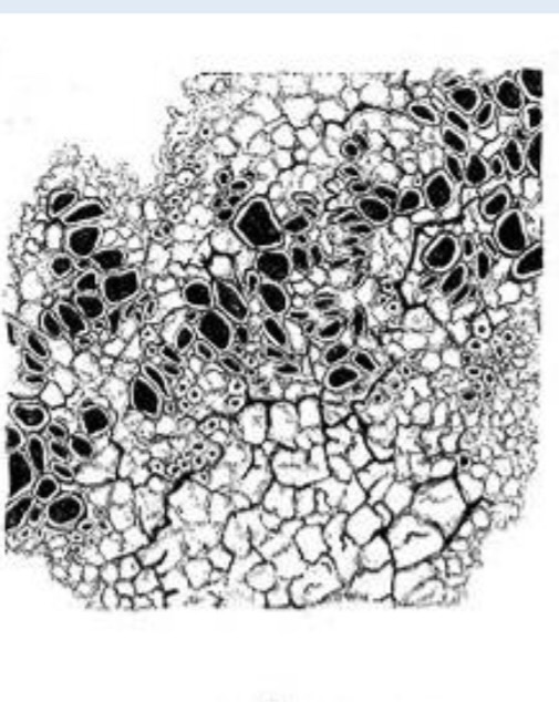 <p>flat and adhere tightly to the surface of rocks or tree bark.</p>