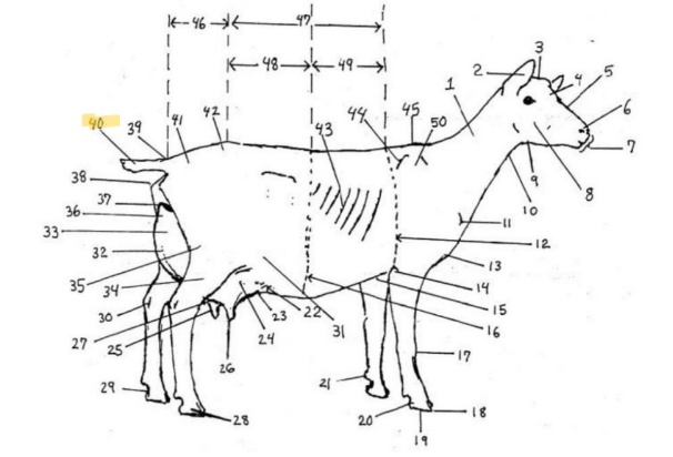 knowt flashcard image