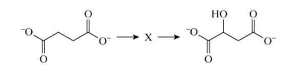 <p><span>A partial sequence of the reactions in the citric acid cycle is shown.</span></p><p><span>Which compound is the intermediate X?</span></p><p><strong>A. </strong>Succinate</p><p><strong>B. </strong>Fumarate</p><p><strong>C. </strong>Malate</p><p><strong>D. </strong>Oxaloacetate</p>