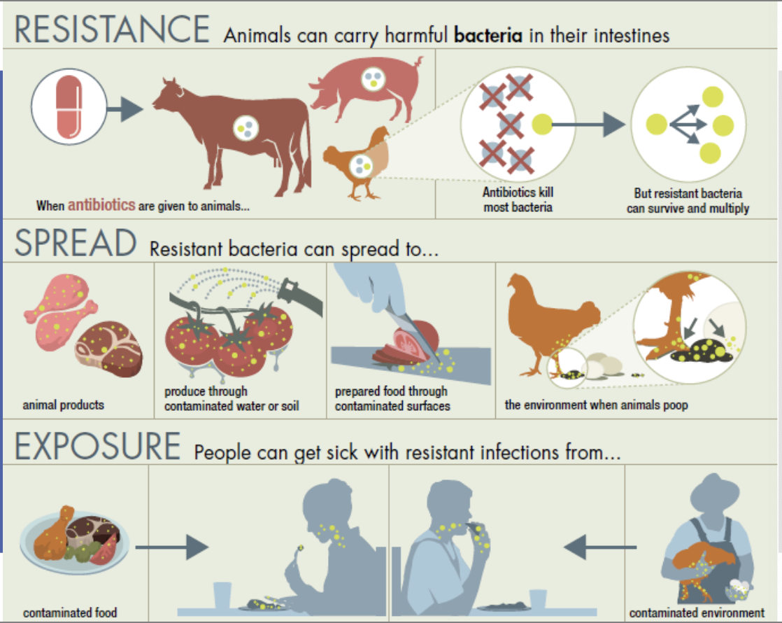 <ul><li><p>Attempt to prevent spread of disease</p></li><li><p>Causes animals to grow bigger</p></li><li><p>May contribute to bacterial resistance to antibiotics</p></li></ul><p></p>