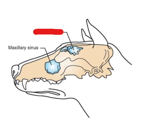 <p>what is it (Respiratory System)</p>