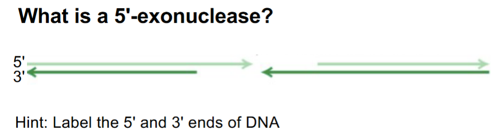 <p>answer the Q</p><p>&amp; what does it result in/create? (1)</p><p>draw the 3’/5’ ends &amp; the 5’ exonuclease with arrows of direction its moving in</p>