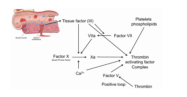 <p>Es una glicoproteína membrana con naturaleza lipídica</p><p>Está en:</p><ul><li><p>La membrana de células extravasculares</p></li><li><p>No circula en la sangre en condiciones normales</p></li></ul><p>Función fisiológica:</p><ul><li><p>Actuar como receptor y cofactor para activar la coagulación</p></li></ul><p>En clase a veces se simplifica diciendo que “no se sabe molecularmente qué es”, pero en realidad sí se conoce: es una proteína llamada tromboplastina tisular.</p><div data-type="horizontalRule"><hr></div><p>Qué pasa cuando FT entra en contacto con la sangre?</p><ul><li><p>Se une al factor VII (que circula de forma inactiva)</p></li><li><p>Complejo FT + VII se activa a FT-VIIa</p></li><li><p>Este necesita calcio (factor IV) para funcionar</p></li><li><p>El complejo FT-VIIa-Ca<sup>2+</sup> es una potente proteasa que activa directamente el factor X (lo corta)</p></li></ul><p>Este es el paso clave:</p><ul><li><p>FT–VIIa–Ca²⁺ → activa Factor X → Xa</p></li></ul><p>Según los apuntes, el factor 3 corta el factor X, de forma directa o indirecta, activándolo, y este activo corta otros hasta llegar a la trombina</p><div data-type="horizontalRule"><hr></div><p>Molecularmente la vía es muy corta y se activa en cuestión de pocos segundos</p><p>Una vez que el factor 3 contacta con la sangre se activa la ruta en cuestión de segundos.</p><p>Por qué se dice que la vía extrínseca es muy corta?</p><ul><li><p>Porque solo necesita:</p><ul><li><p>FT</p></li><li><p>Factor VII</p></li><li><p>Calcio</p></li><li><p>Factor X</p></li></ul></li><li><p>Y en cuanto el Factor X se activa, ya entra en la vía común:</p><ul><li><p>X → Xa</p></li><li><p>Xa convierte protrombina en trombina</p></li><li><p>La trombina convierte fibrinógeno en fibrina</p></li></ul></li></ul><p>Cuanto más daño tisular → más FT liberado → más rápida y potente la coagulación.</p><p></p>