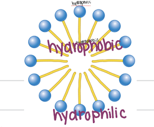 <p>globular structure with the polar head groups on the outside surface and hydrocarbon tails sequestered inside</p><ul><li><p>Membrane formation is a consequence of the amphipathic nature of the molecules </p></li></ul><p></p>