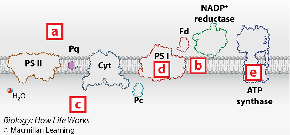 <p><span>Which arrow in this figure best depicts the proton pumping that is driven by the electron transport chain of photosynthesis?</span></p>