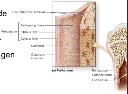 <p>Circumferential Lamellae</p>