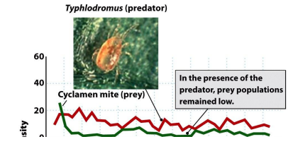 <p>Predator-prey and carrying capacity?</p>