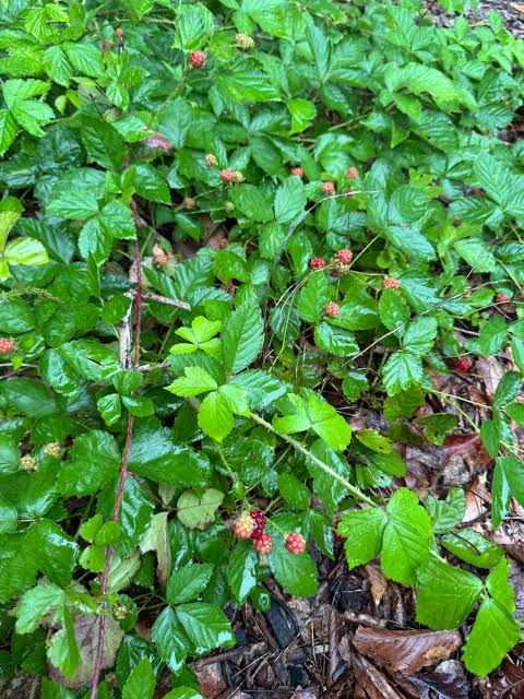<p>Edible fruit, looks like raspberry, <em>pioneer</em></p>