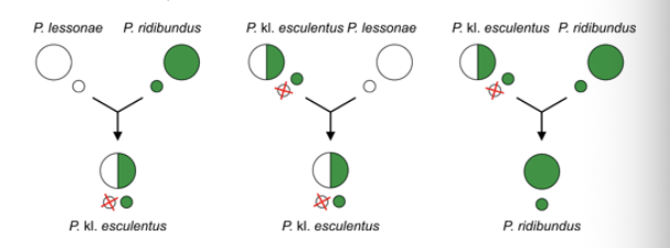 <p><em>Pelophylax</em> Kl. <em>esculentus</em> </p><p>Form of kleptogenesis, parental species hybridize to broduce edible frog who then discards one parental genome. </p>