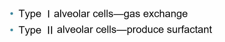 <p>mostly type 1</p>