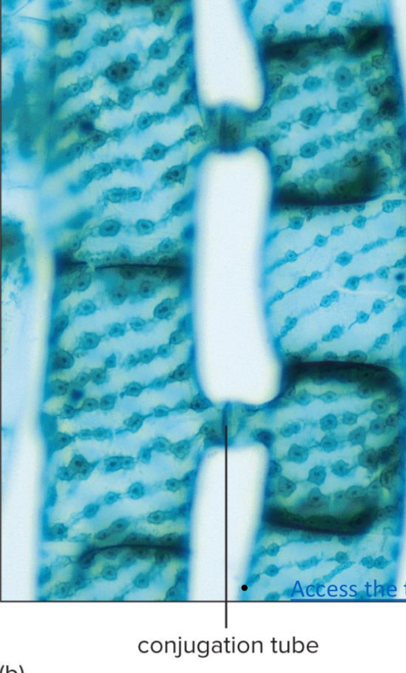 <p>What is fused together to form conjugation tubes during Spirogyra sexual reproduction?</p>