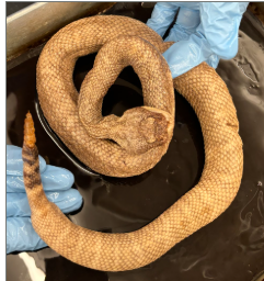 <p>What species is this</p>