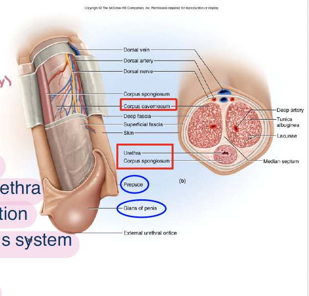 <p>2 corpus cavernosa beneath fascia</p><p></p><p>1 corpus spongiosum around urethra </p>
