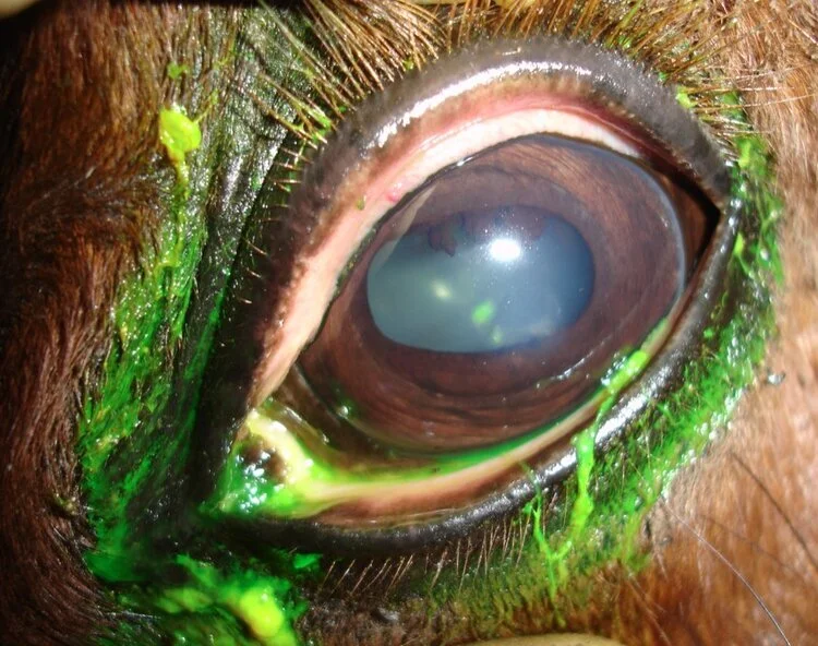 <p>Corneal Ulcers</p>