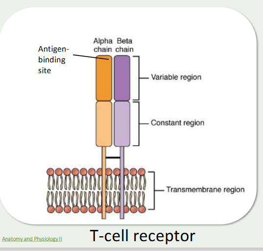 <ul><li><p>mature in thymus gland and produce t cell receptors</p></li><li><p>there are subpopulations of t lymphocytes like t helper cells and cytotoxic t cells</p></li><li><p>TCR’s and BCR’s only fir one key and open it </p></li></ul><p></p><p></p>