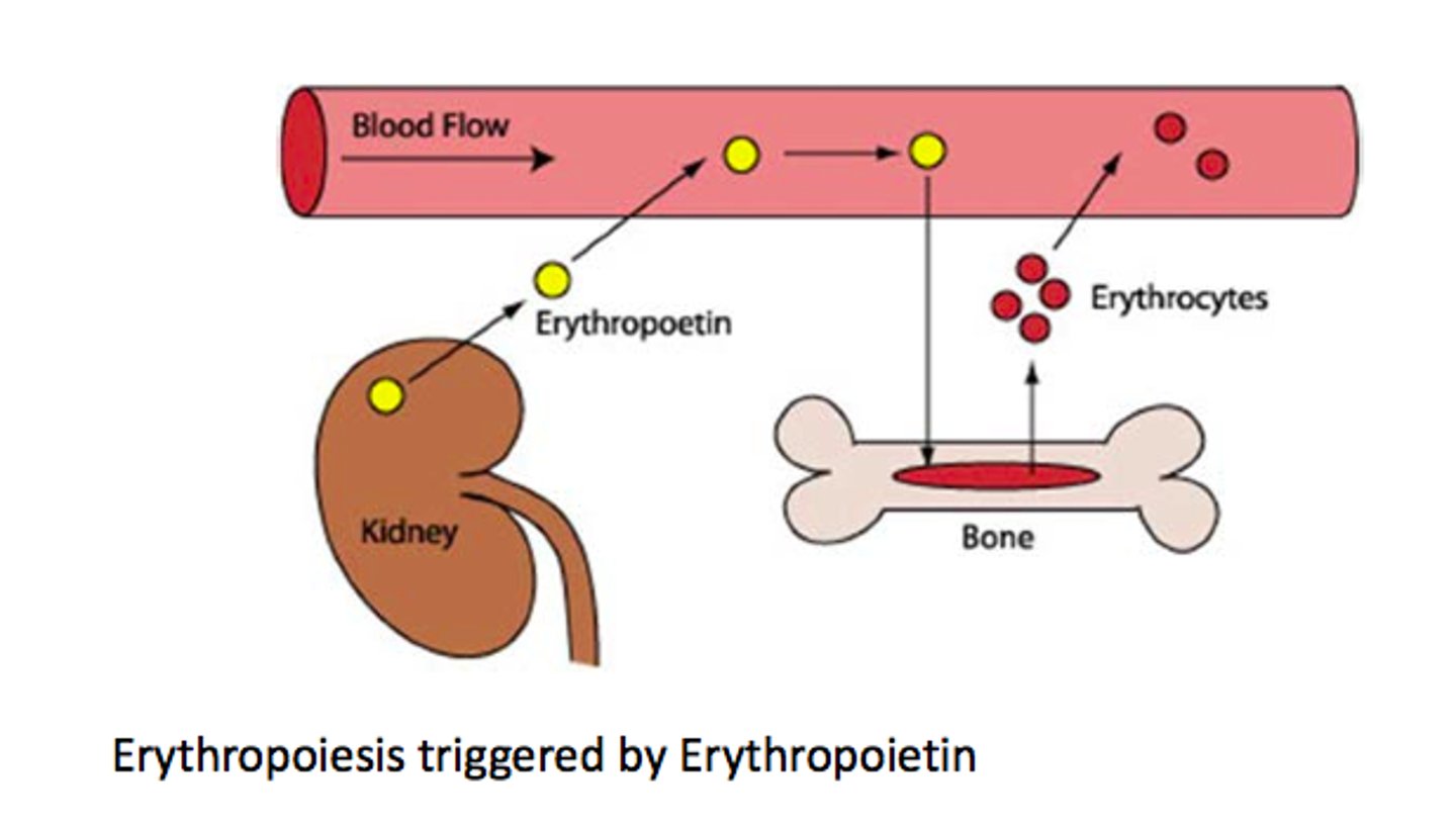 <p>hormone secreted by kidneys; stimulates red blood cell formation</p>