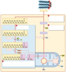 <p>The breakdown of triglycerides into glycerol and fatty acids for energy.</p>