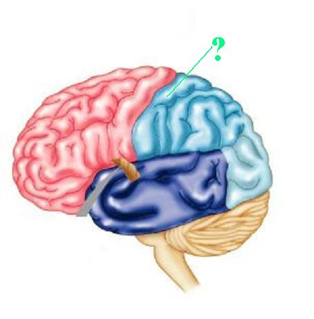 <p>Identify the indicated ridge of the brain</p>