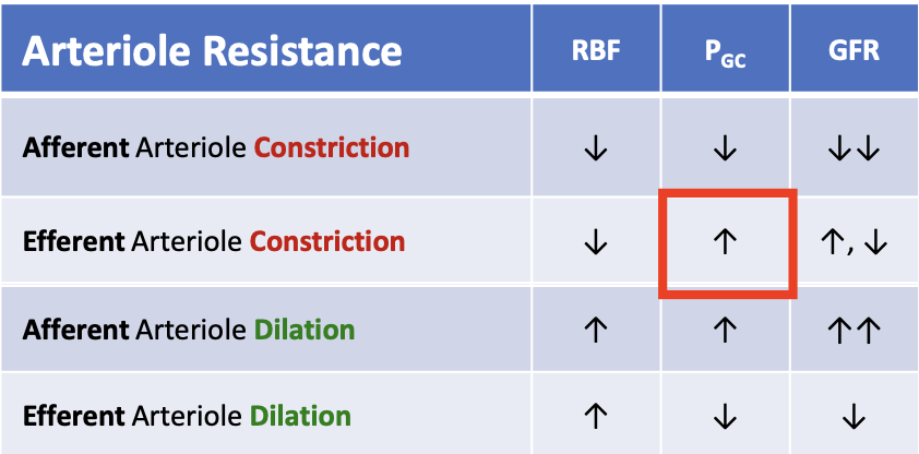 <p>PGC increases</p>