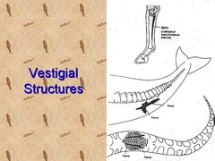 <p>Body structures that have little or no function in the current species.</p>