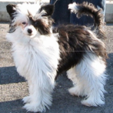 <p>welk type hond is dit</p>