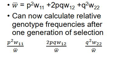 <ul><li><p>weighted average of all fitnesses</p></li></ul><p></p>