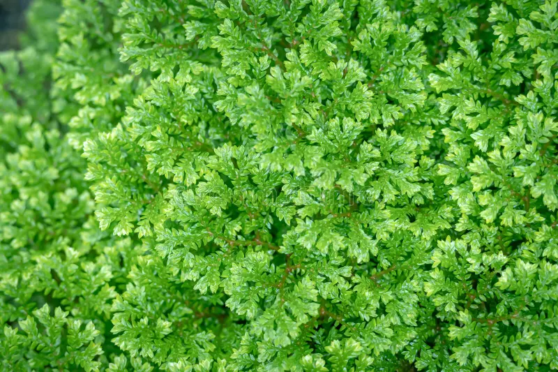 <ul><li><p>2 ranked leaves, sporophylls clustered at branch tips</p></li></ul><p></p><p></p>